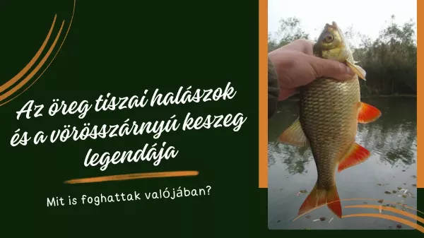 Az öreg tiszai halászok és a vörösszárnyú keszeg legendája